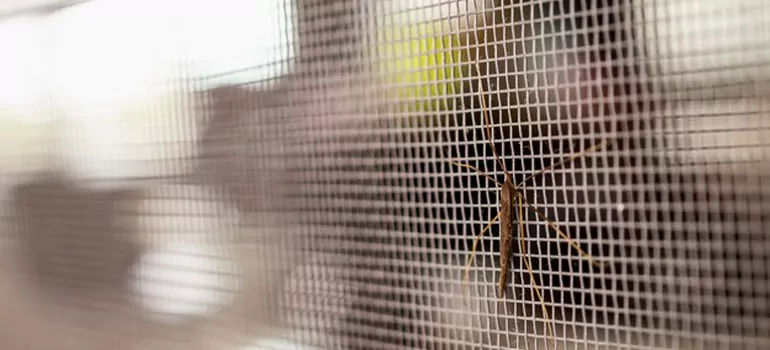 Repair Mosquito Mesh For Windows in Buenaventura Lakes, FL